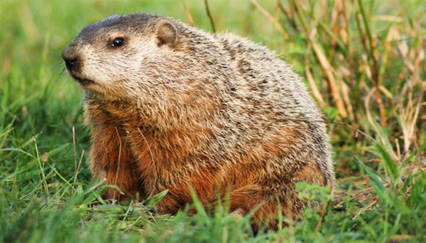 Il 2 Febbraio è il Giorno della Marmotta